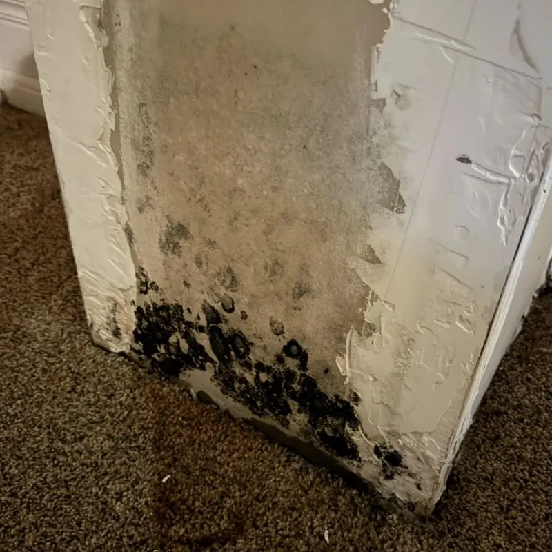 Professional Mold Removal in Verona, VA